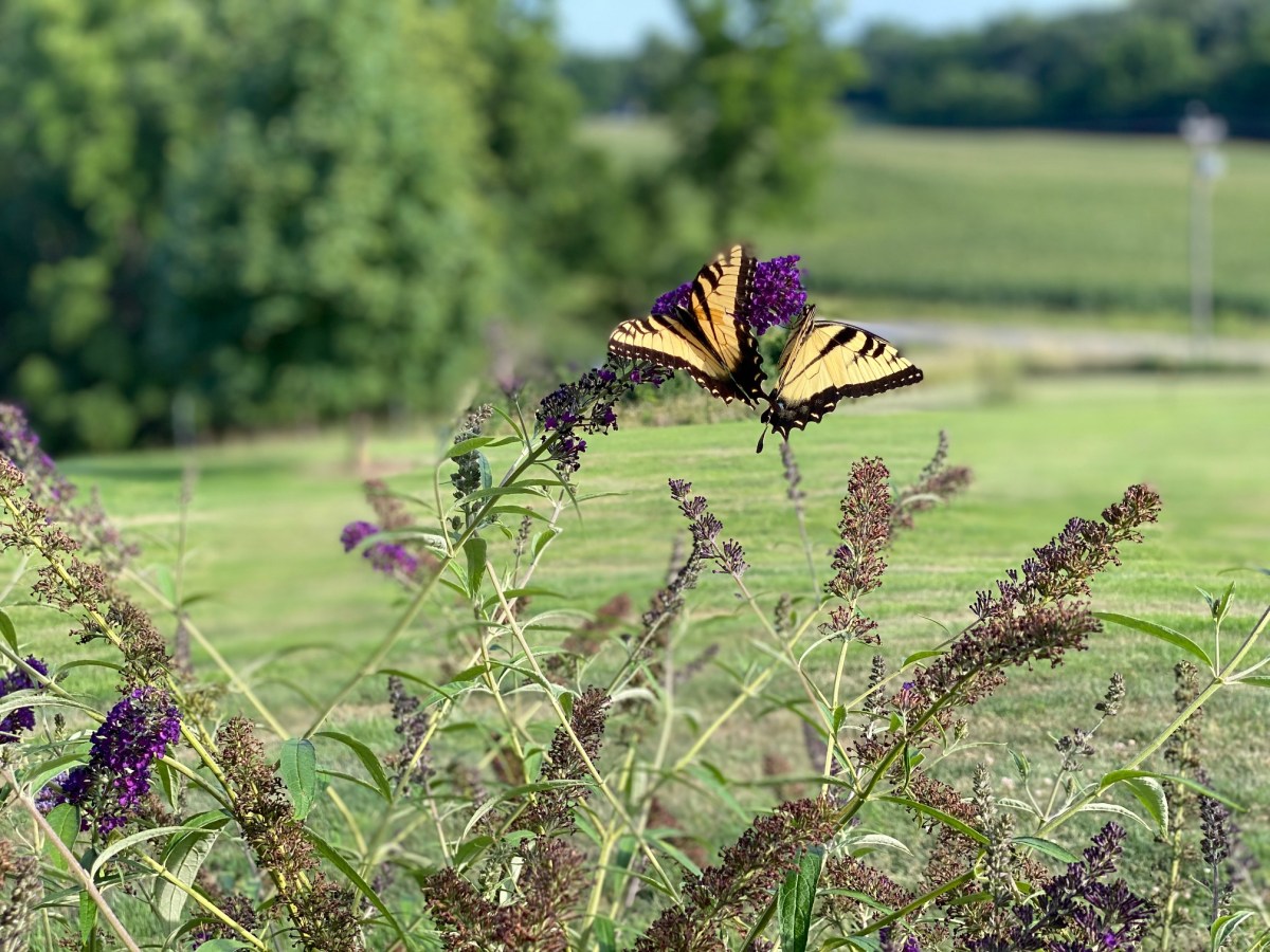3 Things you should know about planting