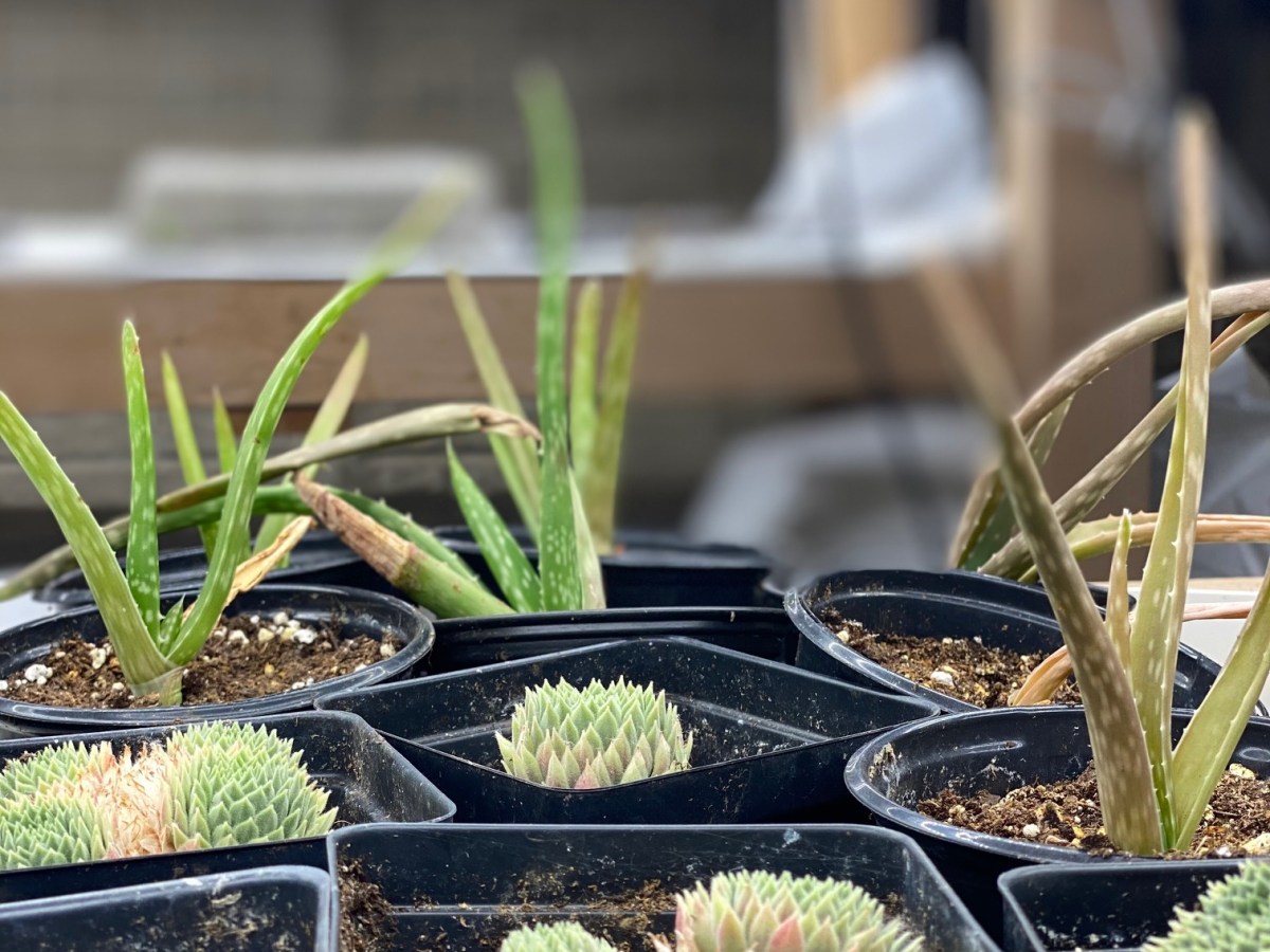 ARE YOU A “REAL” GARDENER?