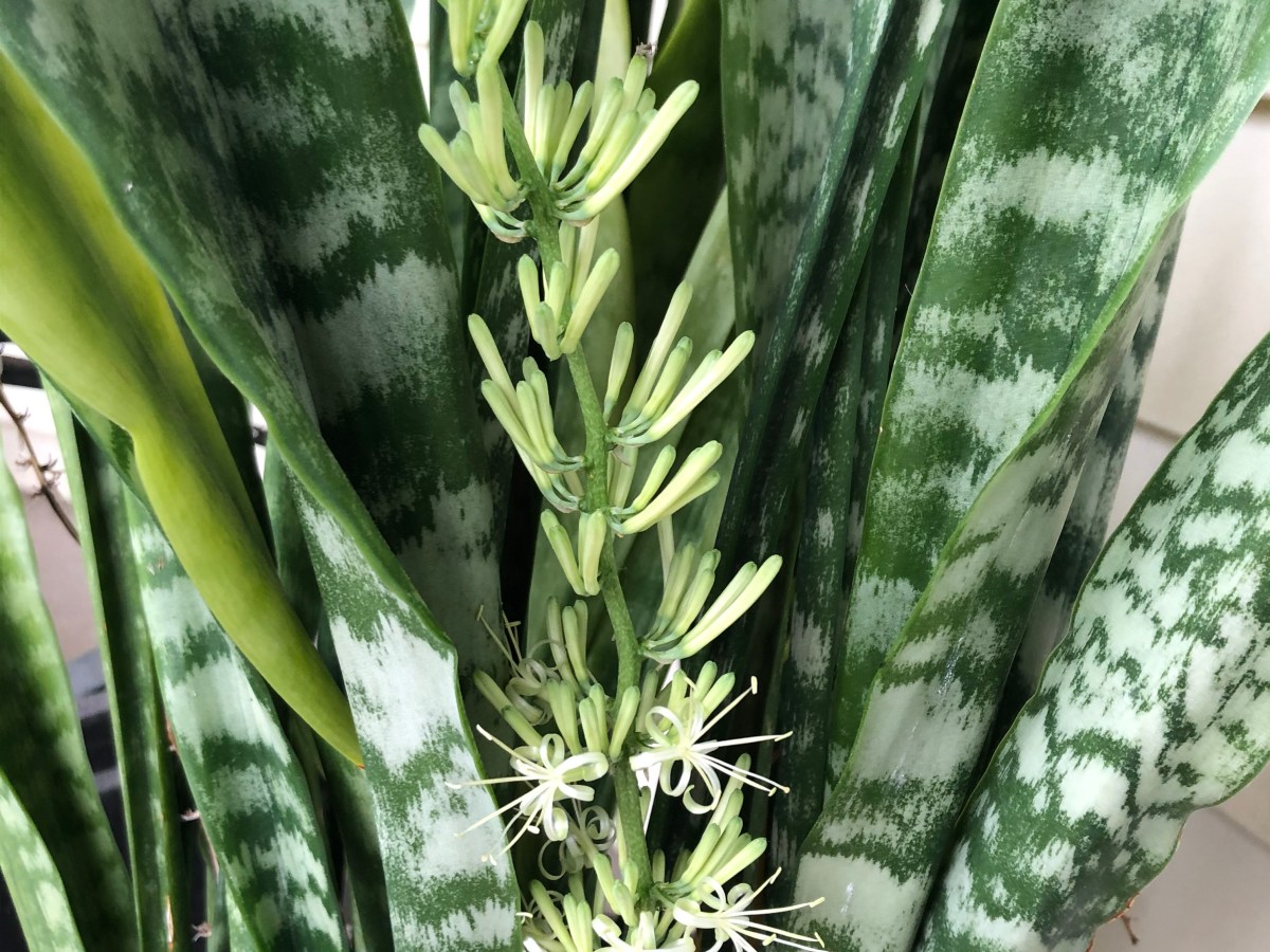 snake plant